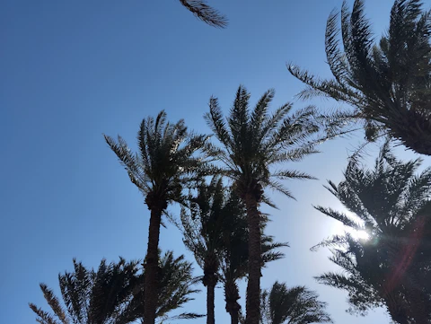 زراعي